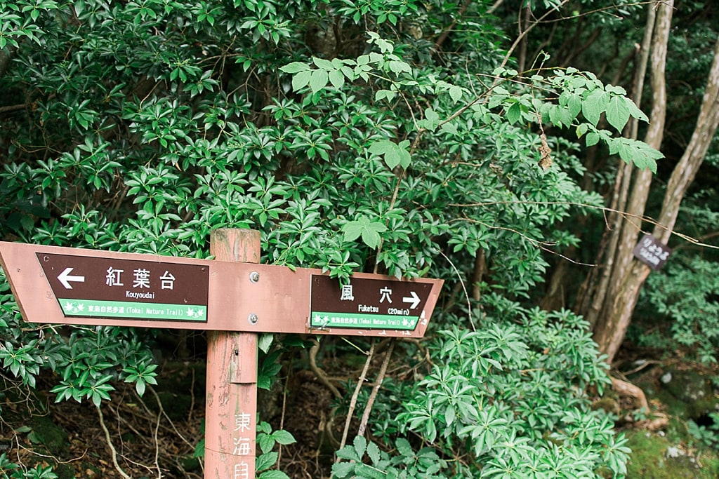 Walking in Aokigahara Forest, following direction to the Fugaku Fuketsu Wind Cave