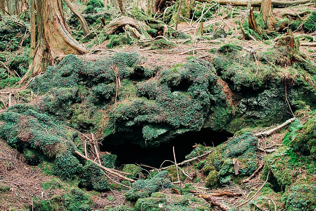 Aokigahara Forest is both creepy and beautiful