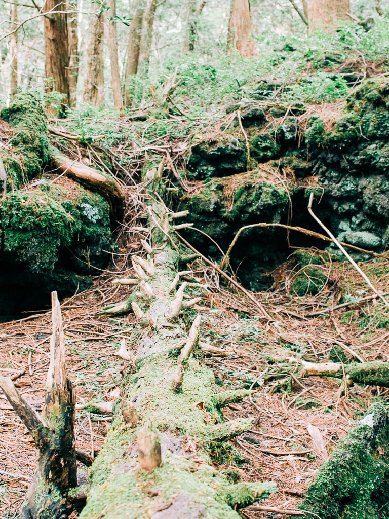 Aokigahara Forest