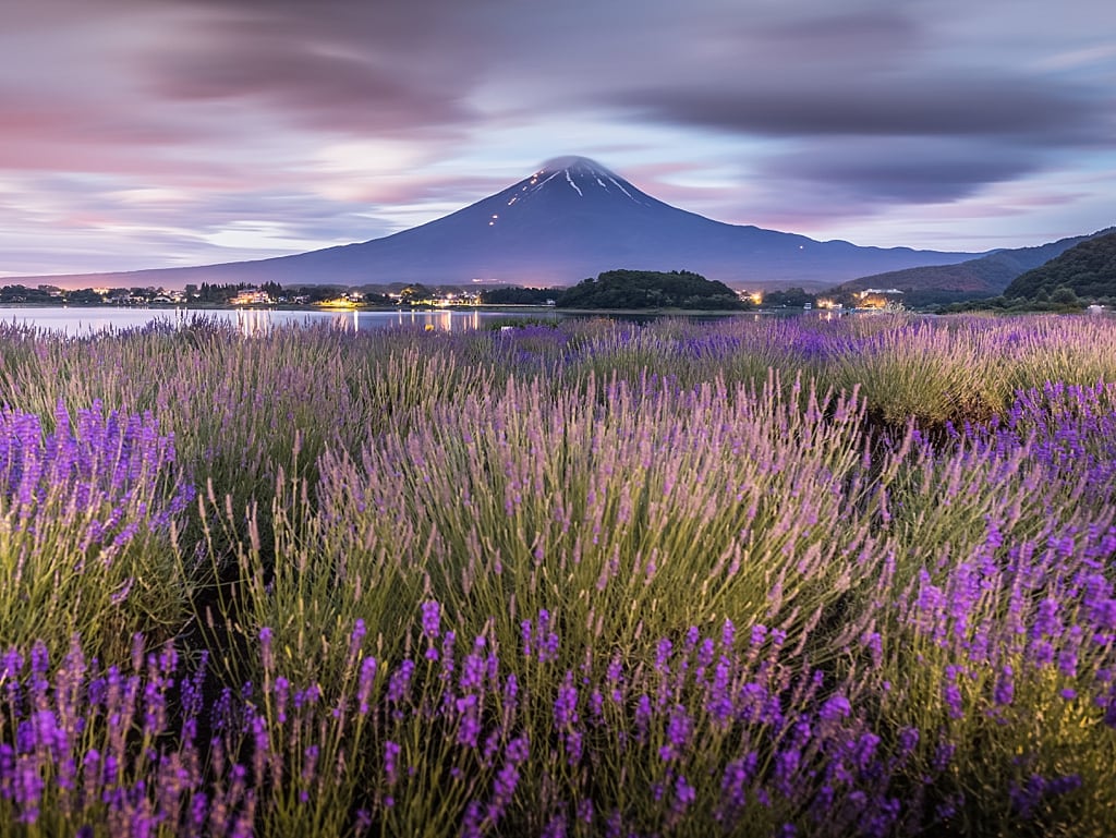 Lavender fields and Mount Fuji view from Oishi Park