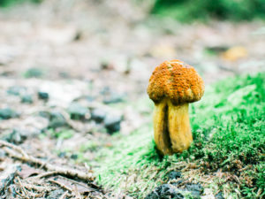 A mushroom kinda shaped you know in Aokigahara forest