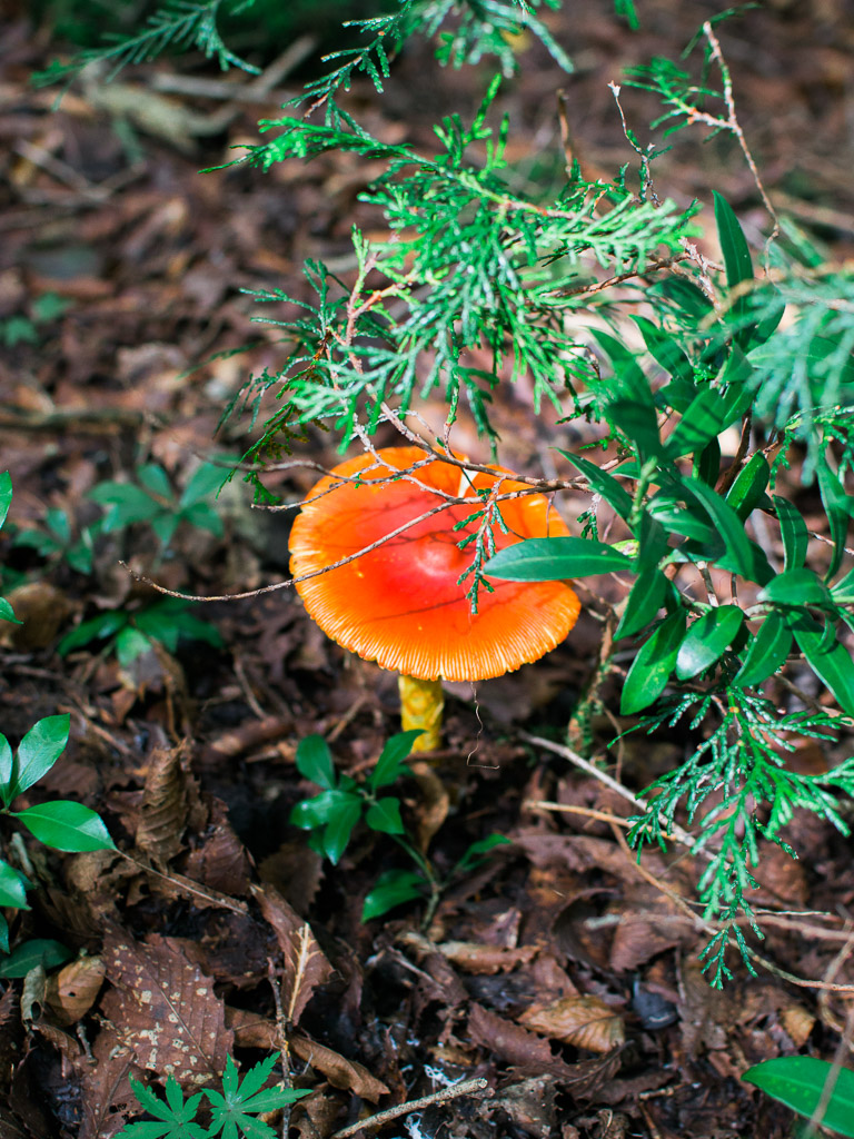 Aokigahara forest mushroom