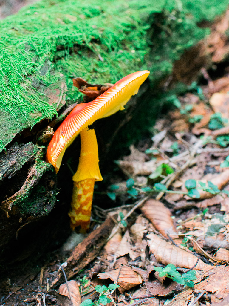 Aokigahara forest mushroom