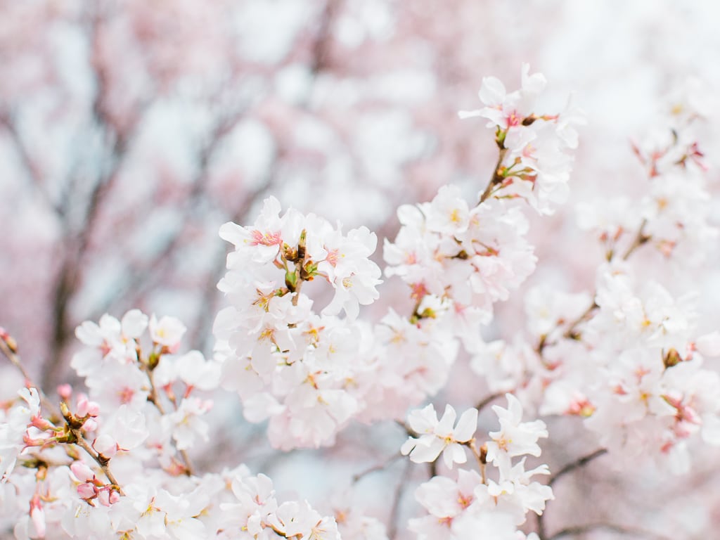 Beautiful Cherry blossoms in maizuru castle park
