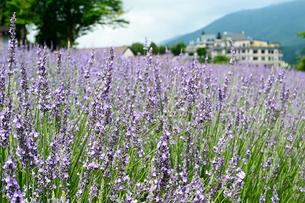 Yagisaki Park during lavender season