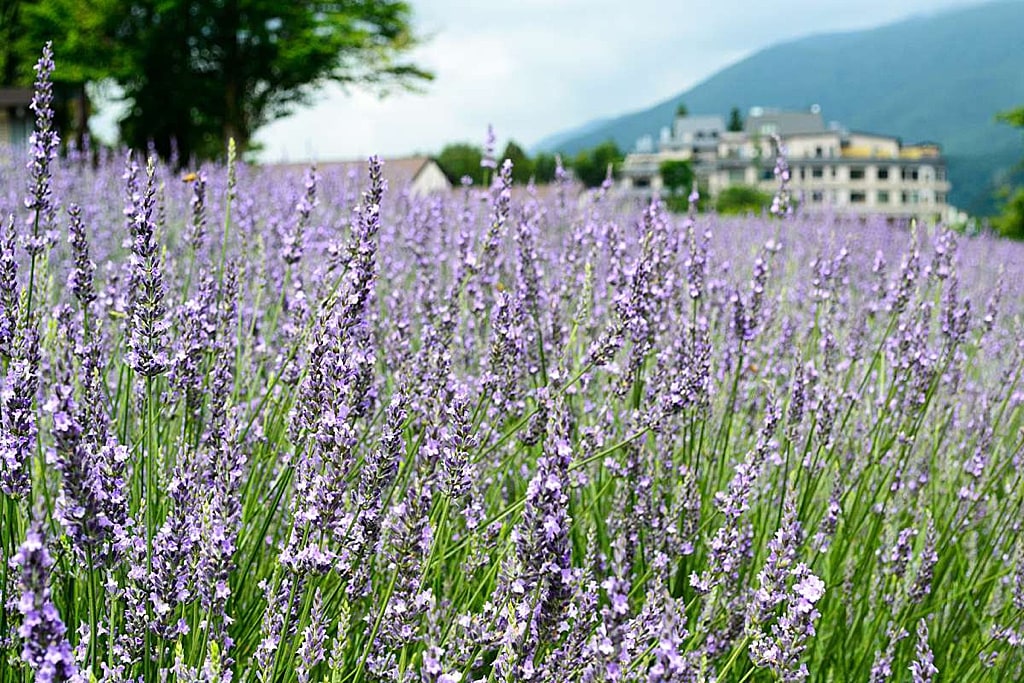 Yagisaki Park in summer is full of lavender