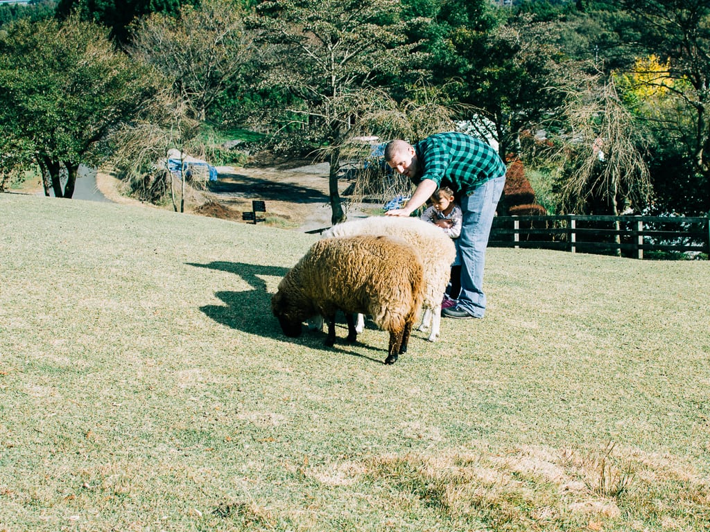 Petting the sheep