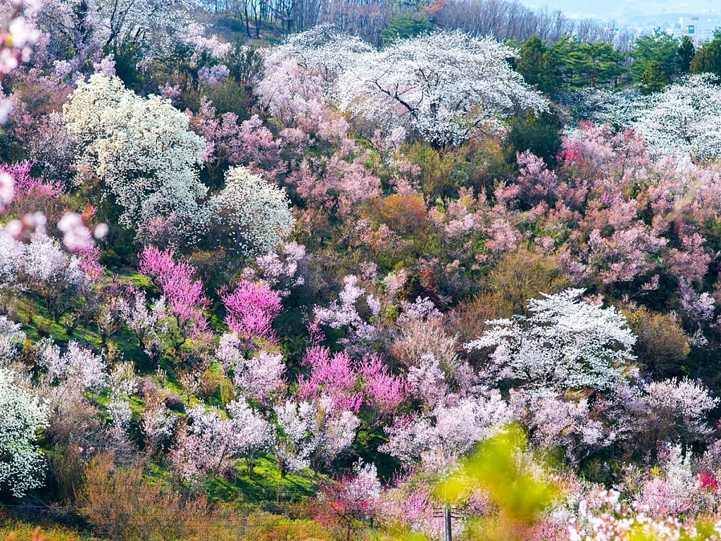 Hanayamiyama Fukushima