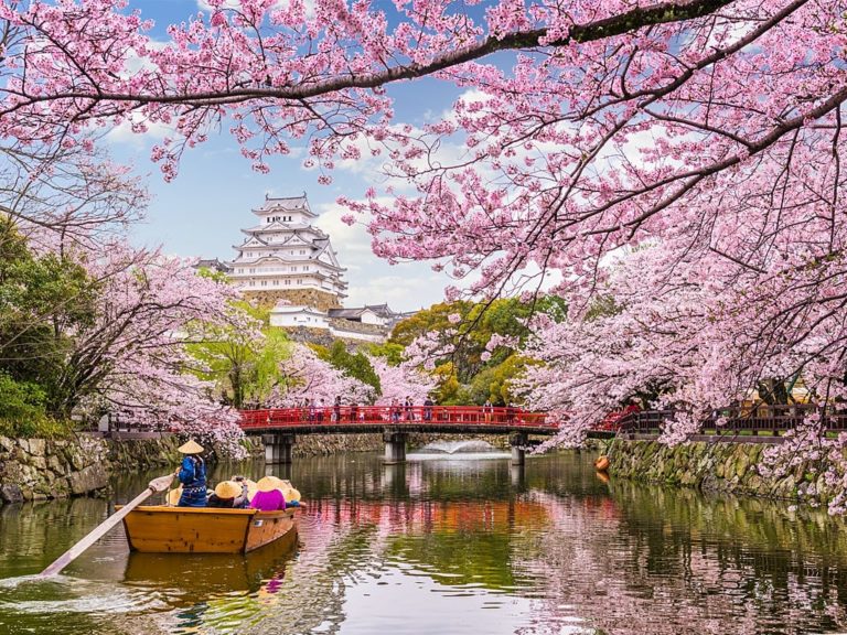 Himeji Castle during cherry blossoms