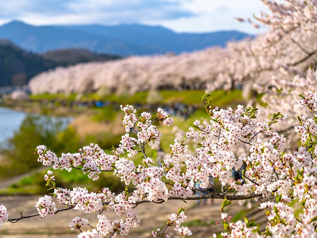 Hinokinai River in Kakunodate Akita