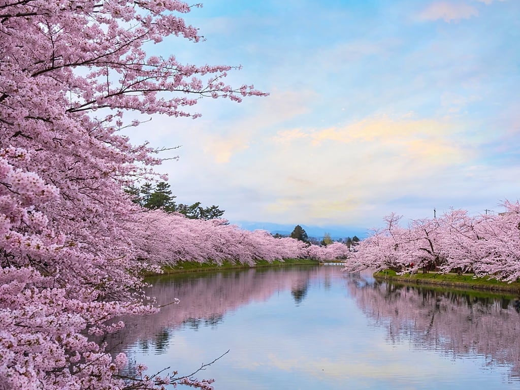 Hirosaki Castle Park in Hirosaki during cherry blossoms