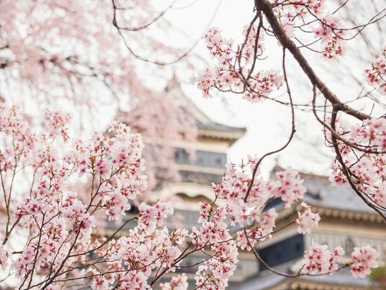 Blossom Schedule 2022 2022 Japan Cherry Blossom Forecast (Ongoing Updates)