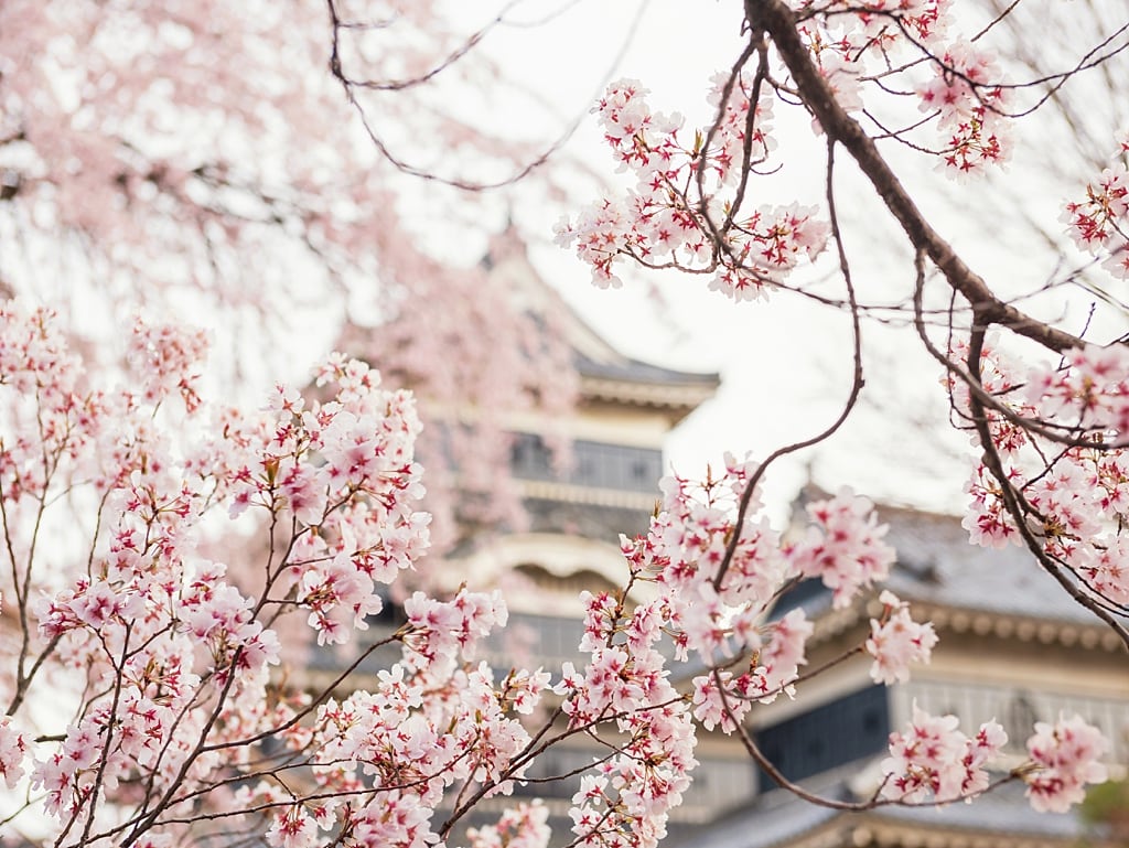 Matsumoto Castle during cherry blossoms