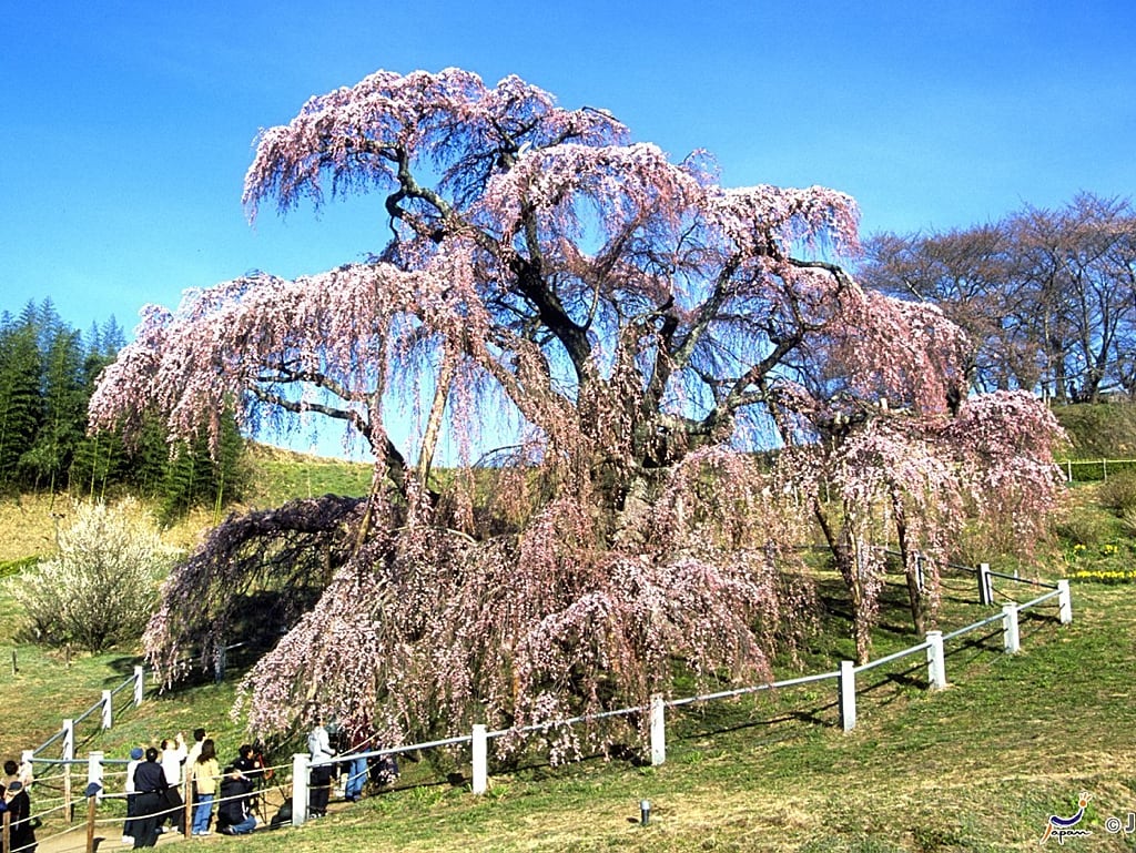 Miharu Takizakura in Fukushima