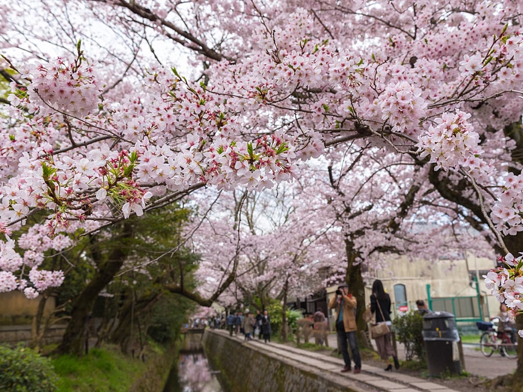 Philosophers Path in Kyoto during cherry blossoms