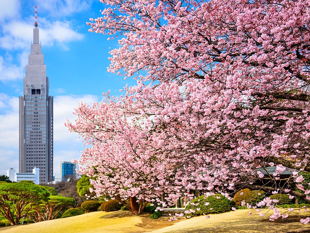Shinjuku Gyoen Park during cherry blossoms